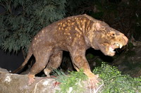 marsupial lion